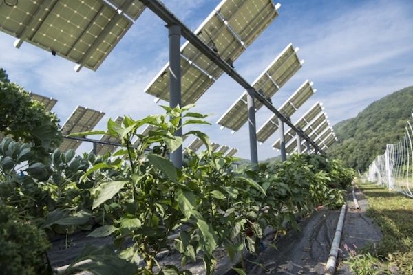 استخدام الطاقة الشمسية في الزراعة